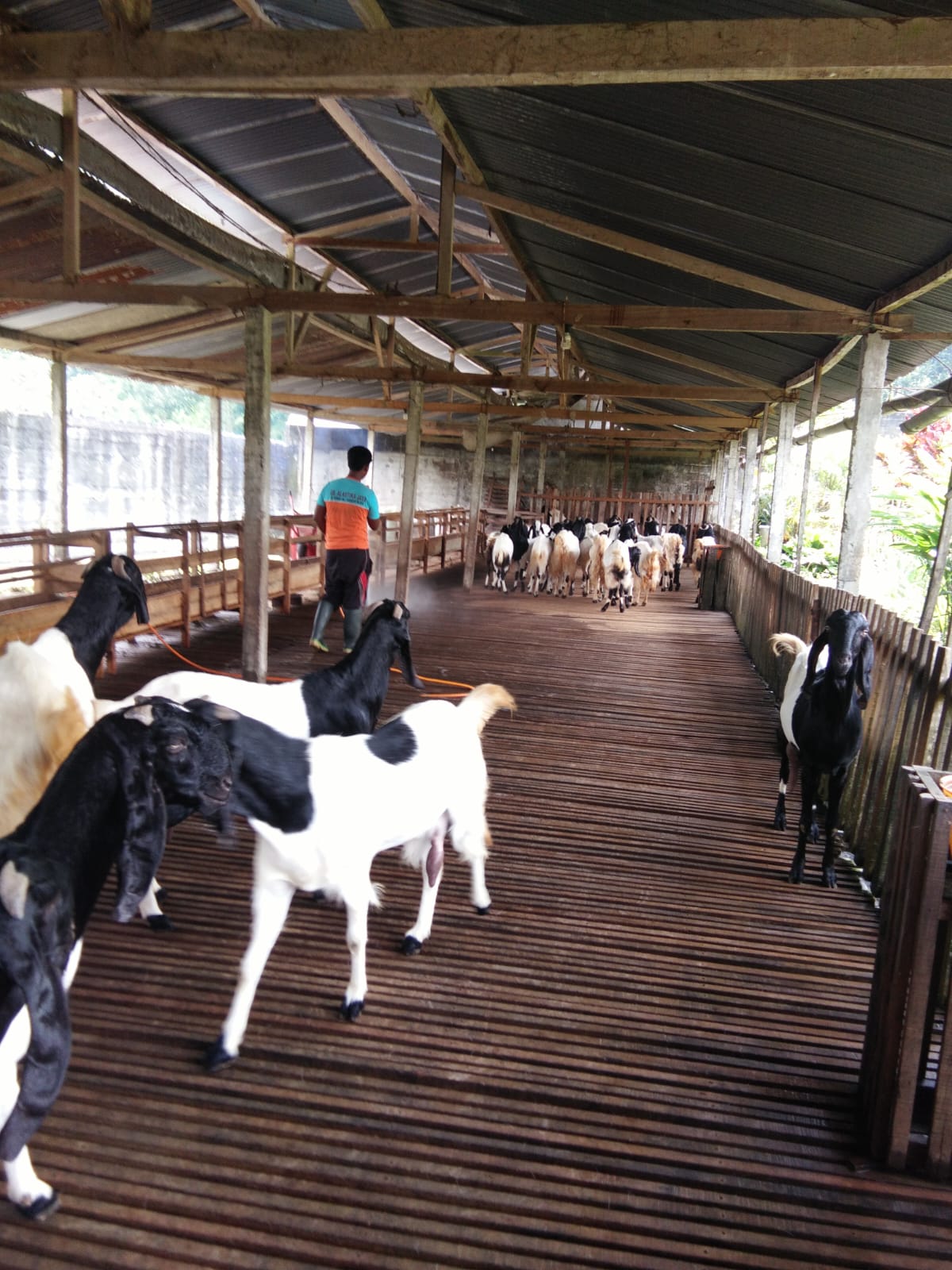 Susu Kambing Etawa - Image 2