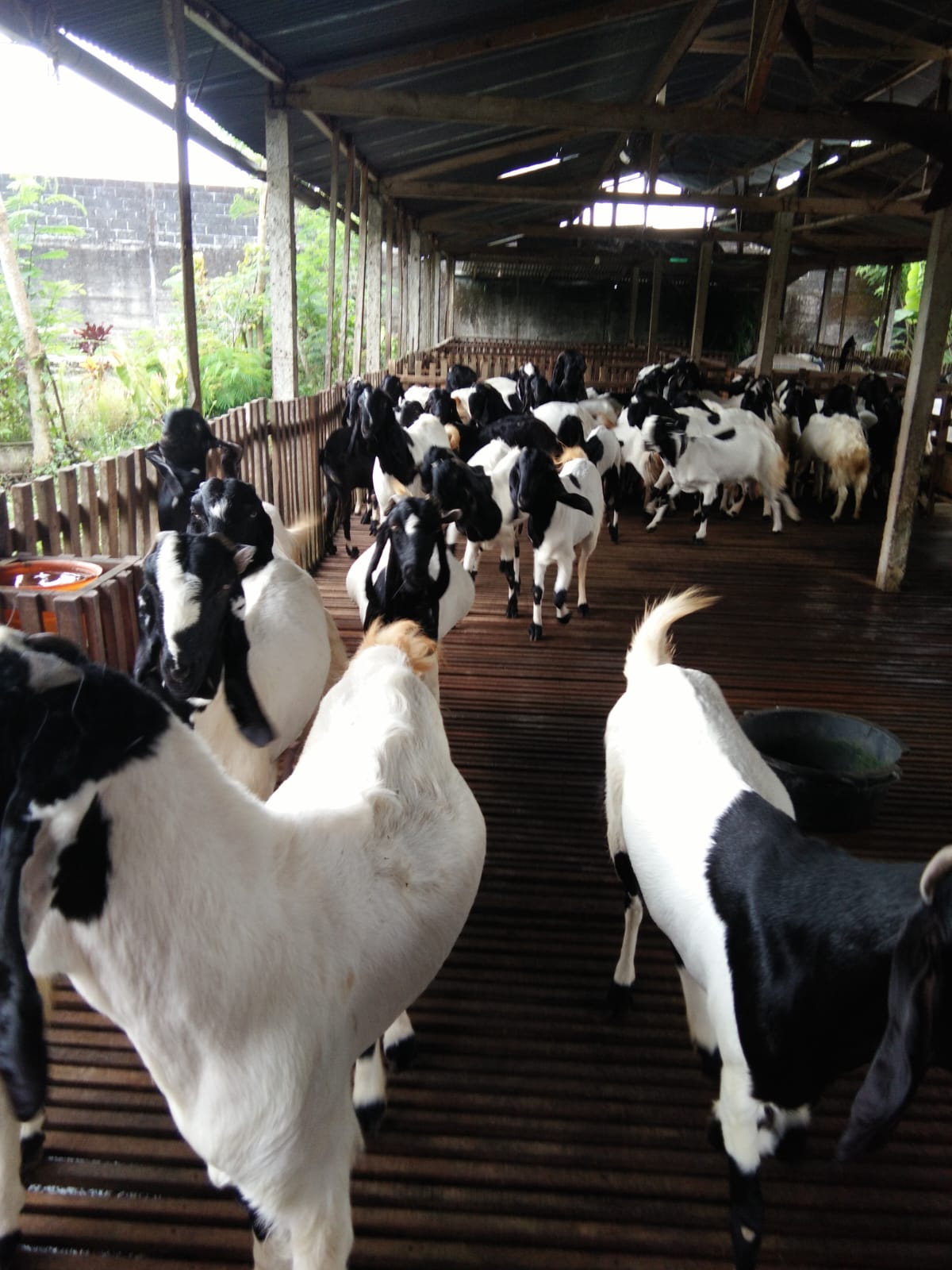 Susu Kambing Etawa - Image 3